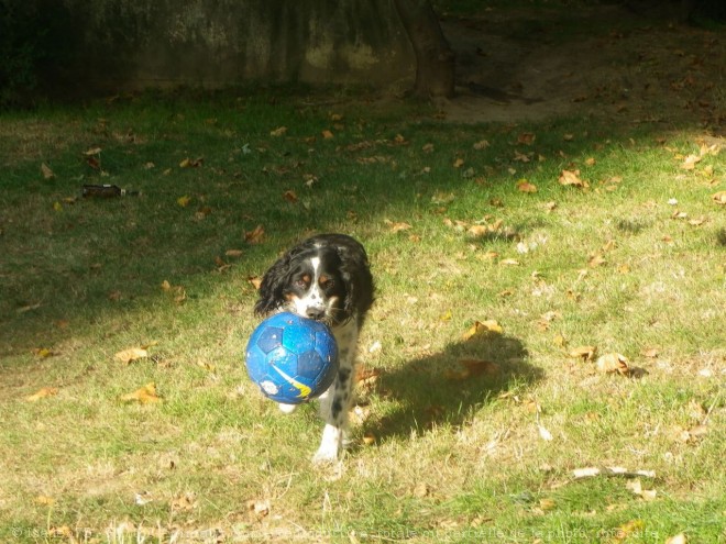 Photo d'English springer spaniel