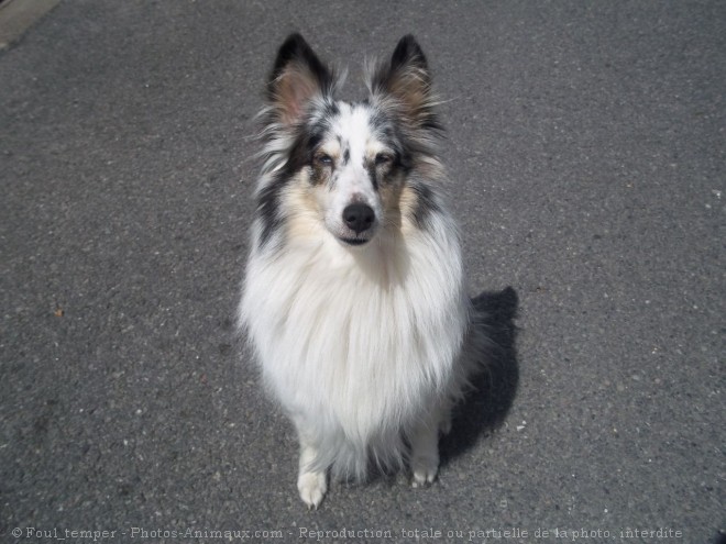 Photo de Chien de berger des shetland