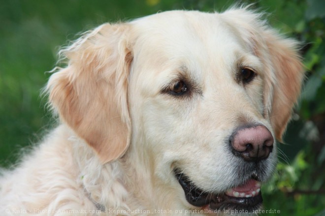 Photo de Golden retriever