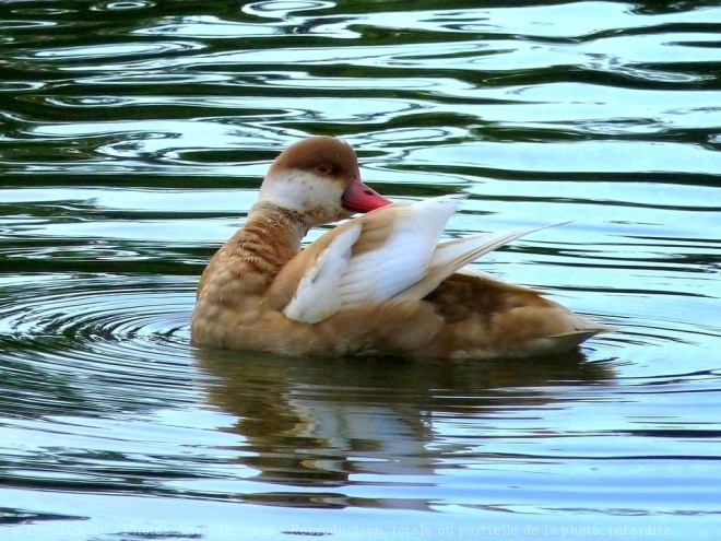 Photo de Canard nette rousse