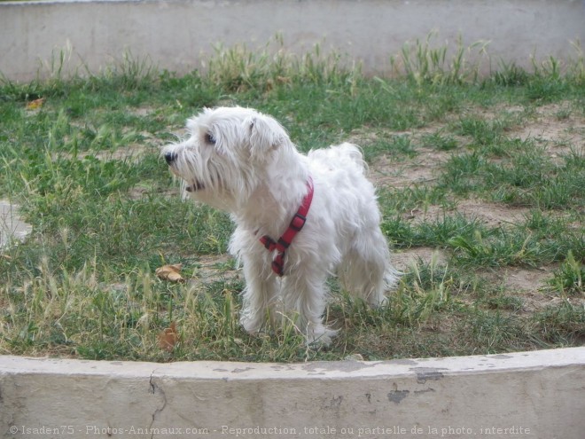 Photo de West highland white terrier