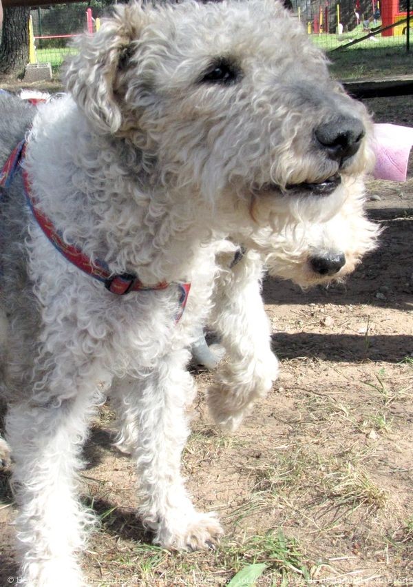 Photo de Fox terrier  poil dur