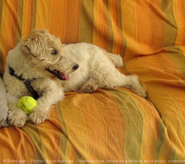 Photo de Fox terrier  poil dur