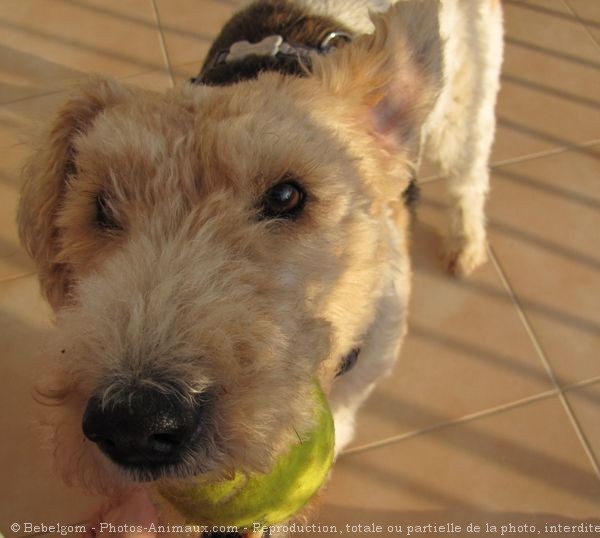 Photo de Fox terrier  poil dur