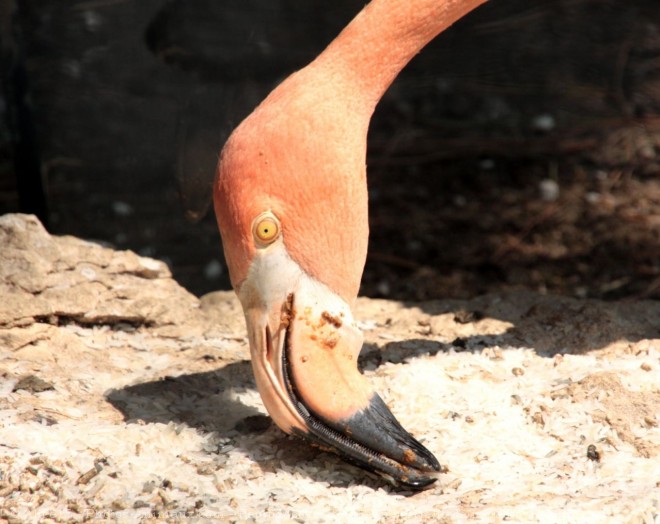 Photo de Flamand rose