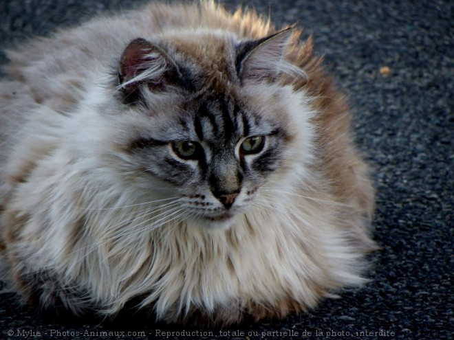 Photo de Chat domestique