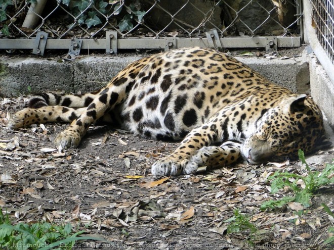 Photo de Jaguar