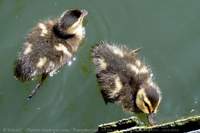 Photo de Canard