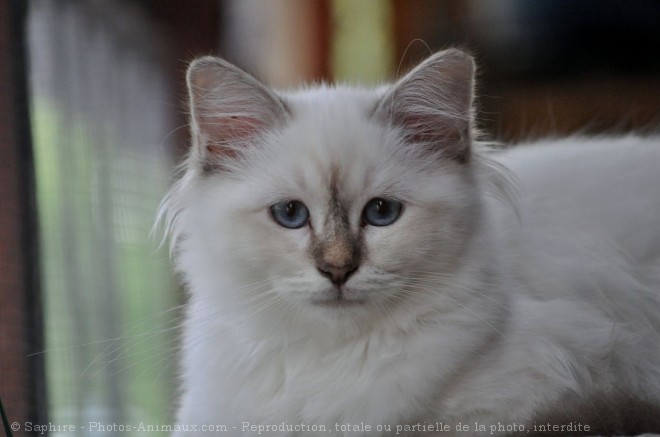 Photo de Sacr de birmanie