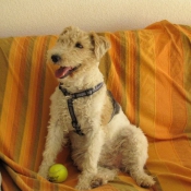 Photo de Fox terrier  poil dur