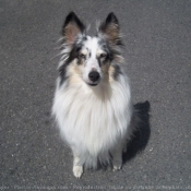 Photo de Chien de berger des shetland