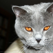 Photo de British shorthair