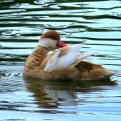 Photo de Canard nette rousse