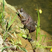 Photo de Grenouille