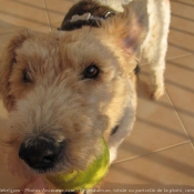 Photo de Fox terrier  poil dur