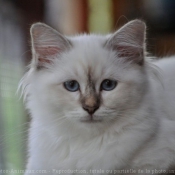 Photo de Sacr de birmanie