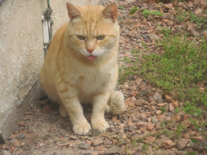 Photo de Chat domestique