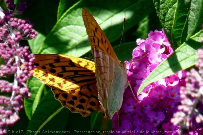 Photo de Papillon