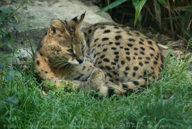 Photo de Serval