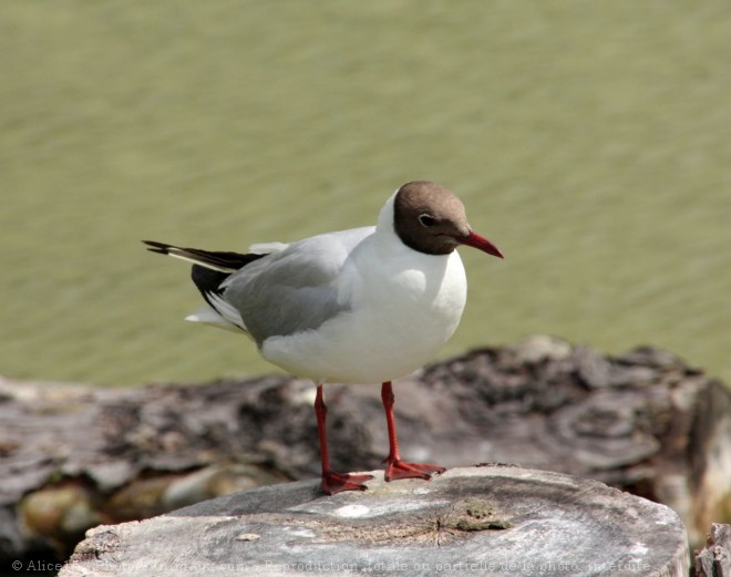 Photo de Mouette