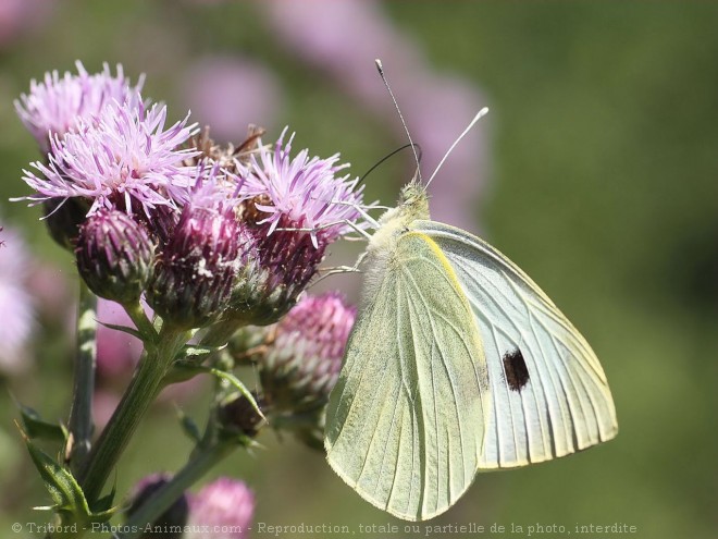 Photo de Papillon - piride