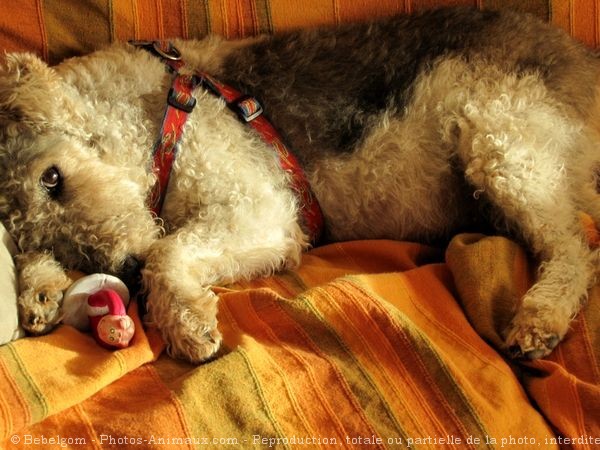 Photo de Fox terrier  poil dur