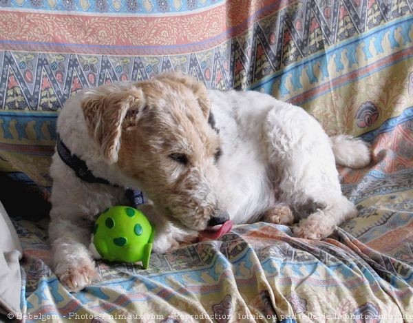 Photo de Fox terrier  poil dur