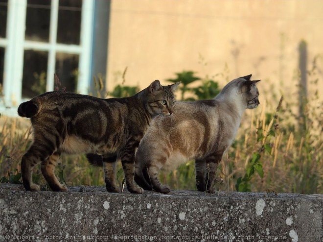 Photo de Chat domestique