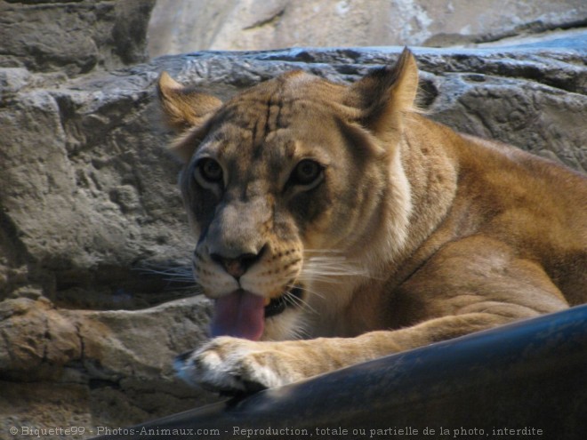 Photo de Lion