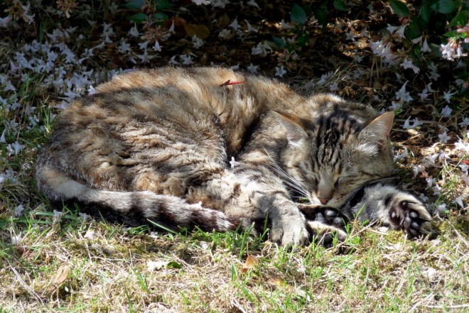 Photo de Chat domestique