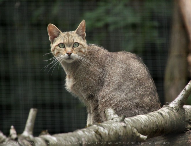 Photo de Chat sylvestre