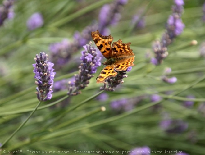 Photo de Papillon