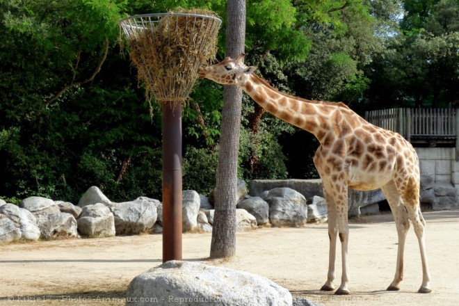 Photo de Girafe