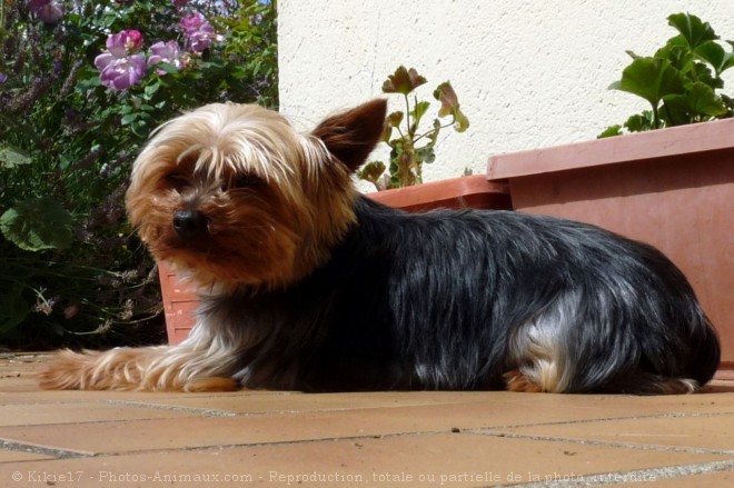 Photo de Yorkshire terrier