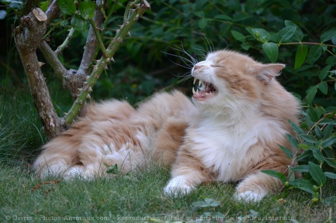 Photo de Chat domestique