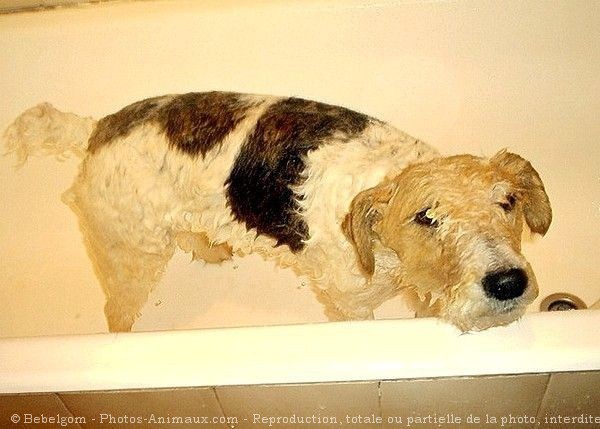 Photo de Fox terrier  poil dur