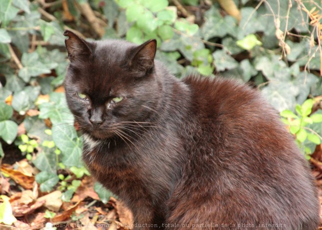 Photo de Chat domestique