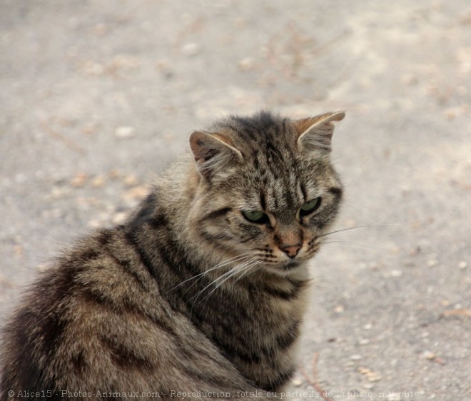 Photo de Chat domestique