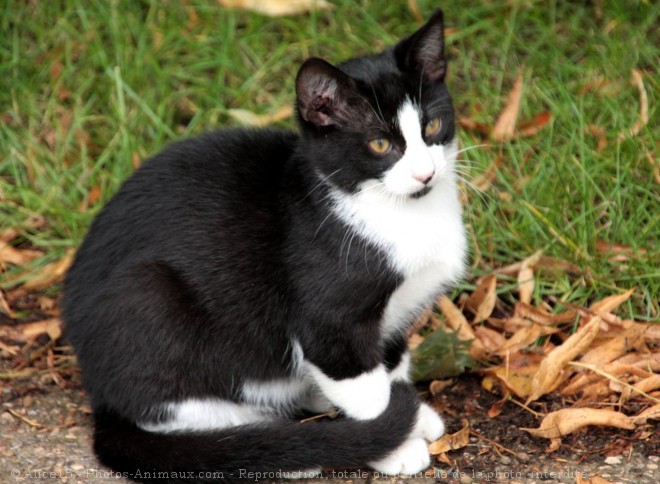 Photo de Chat domestique