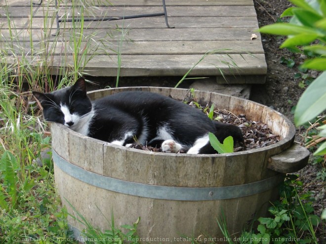 Photo de Chat domestique