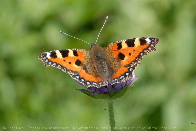 Photo de Papillon