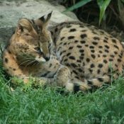 Photo de Serval