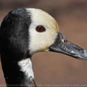 Photo de Canard dendrocygne