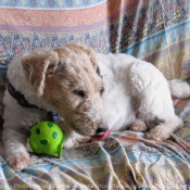 Photo de Fox terrier  poil dur