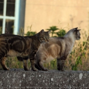 Photo de Chat domestique