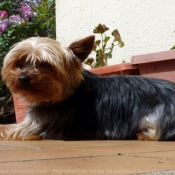 Photo de Yorkshire terrier