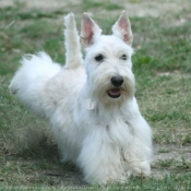 Photo de Scottish terrier