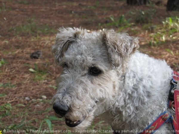 Photo de Fox terrier  poil dur