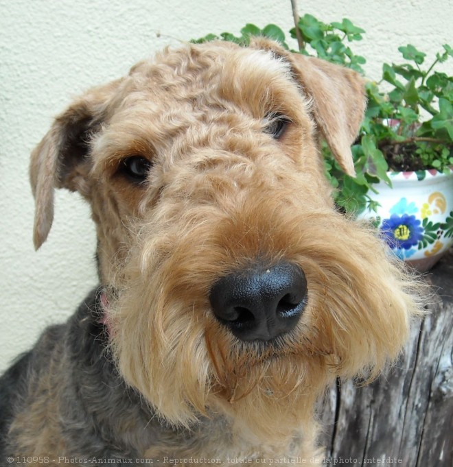 Photo d'Airedale terrier