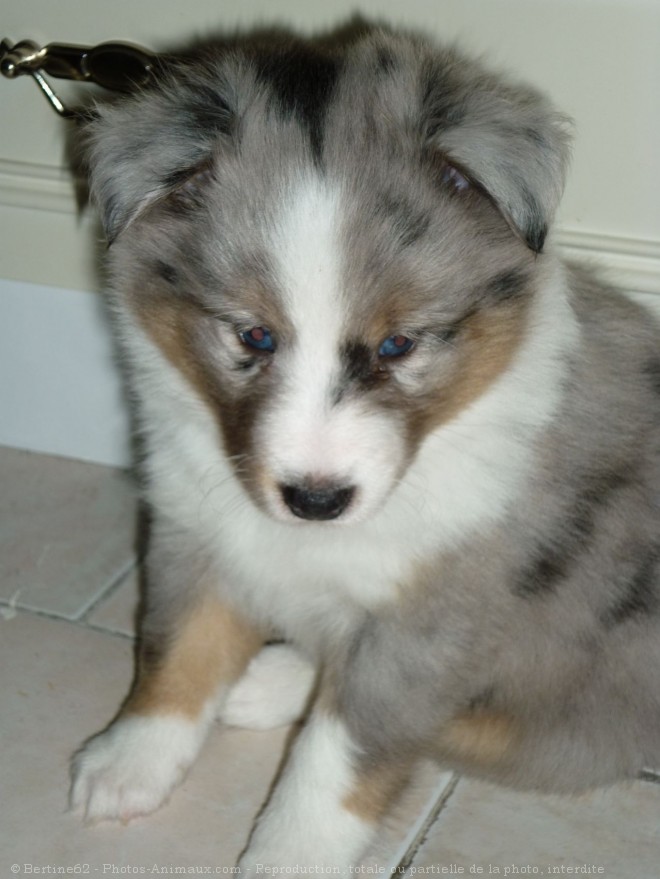 Photo de Chien de berger des shetland